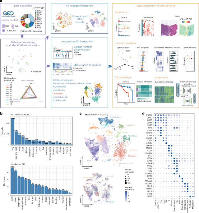 Spatiotemporal analyses of the pan-cancer single-cell landscape reveal widespread profibrotic ecotypes associated with tumor immunity