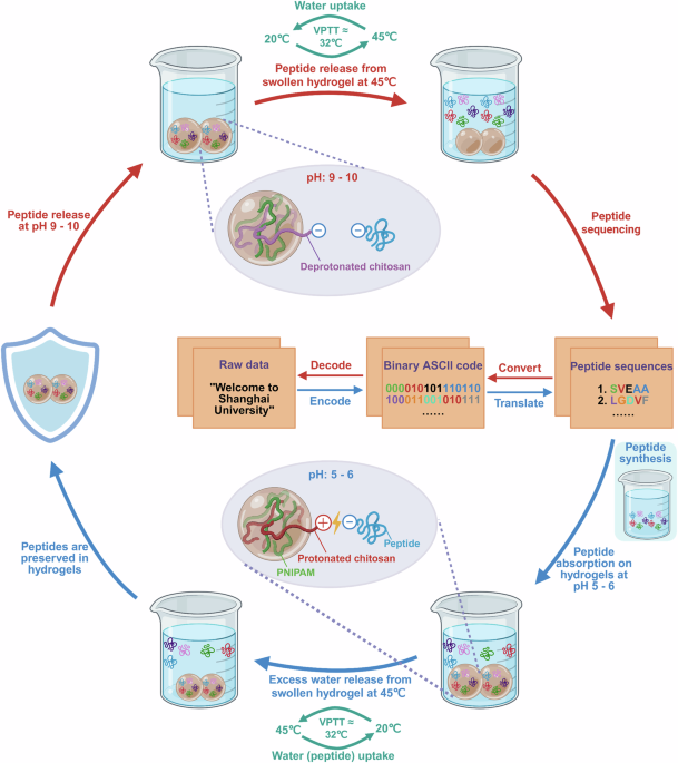 High-capacity information storage using peptide-encapsulated hydrogels for long-term data preservation