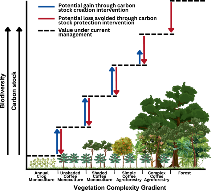 Carbon payment strategies in coffee agroforests shape climate and biodiversity outcomes