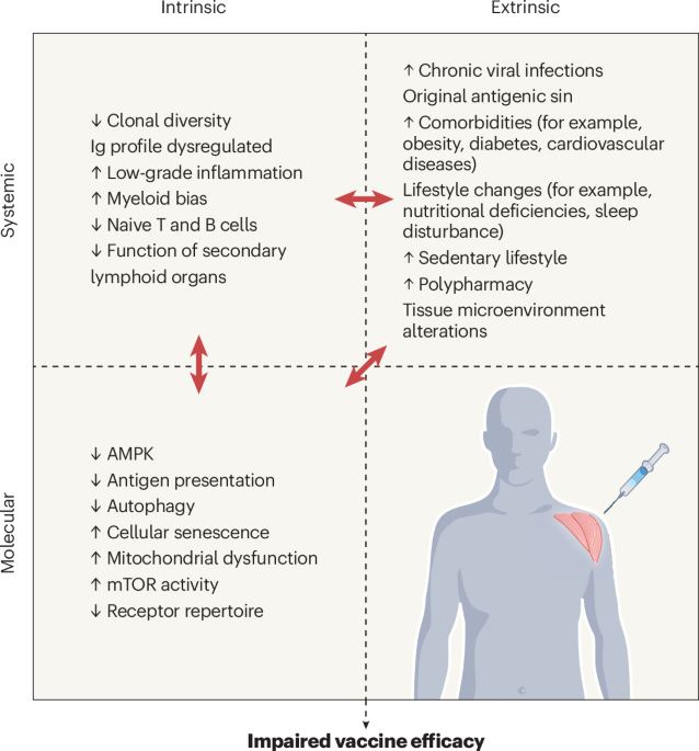 Understanding and improving vaccine efficacy in older adults