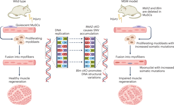 The hidden cost of somatic mutations on skeletal muscle regeneration