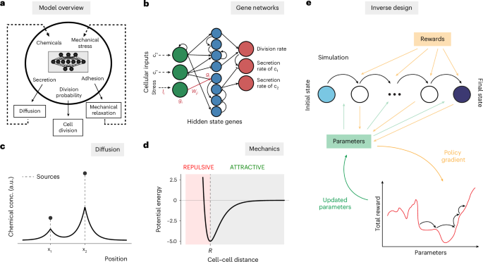 Engineering morphogenesis of cell clusters with differentiable programming