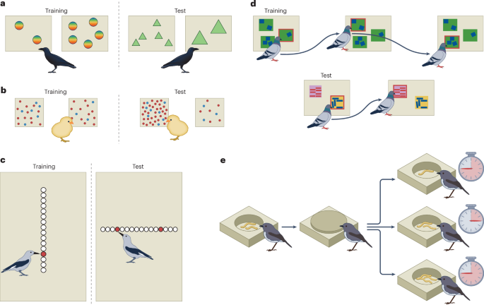Numerical cognition in birds | Nature Reviews Psychology