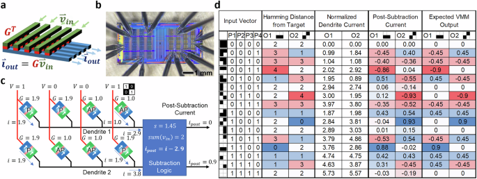 Neuromorphic Hebbian learning with magnetic tunnel junction synapses