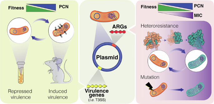 Plasmid copy number as a modulator in bacterial pathogenesis and antibiotic resistance
