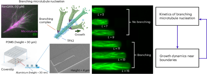 Boundary-sensing mechanism in branched microtubule networks