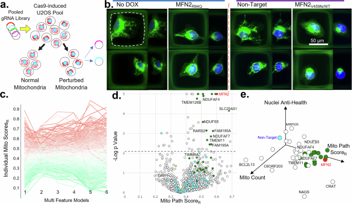 Pathogenic morphological signatures of perturbations in mitochondrial-related genes revealed by pooled imaging assay