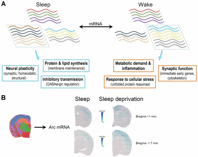 Revisiting brain gene expression changes and protein modifications tracking homeostatic sleep pressure