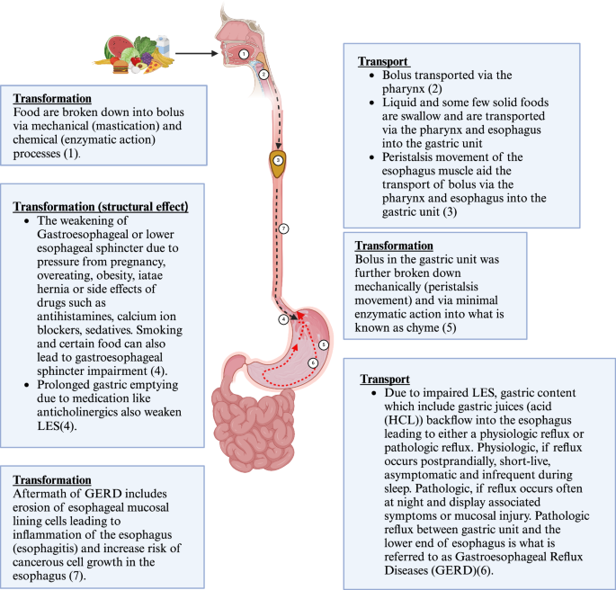 Roles of chemical species transport and transformation in the biophysics of human pathophysiology