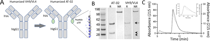 The antibody-peptide fusion protein, AT-02, is an effective opsonin with pan-amyloid reactivity