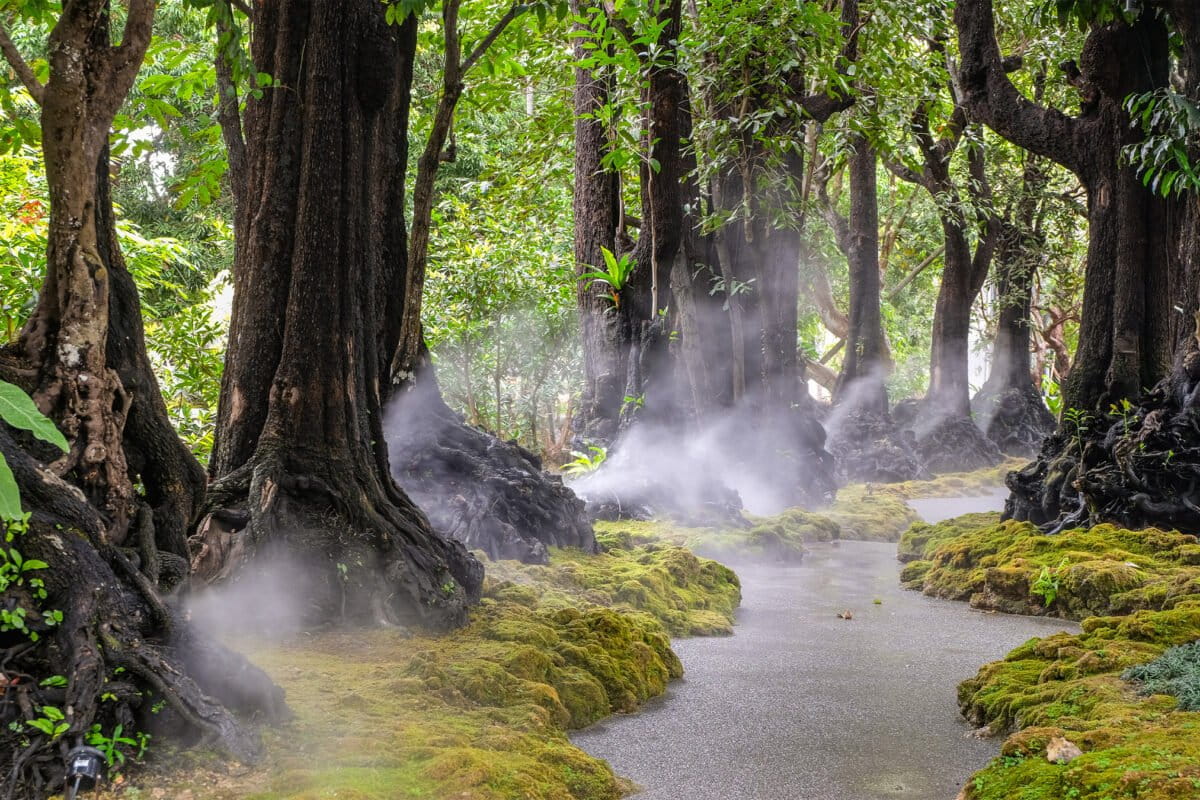 Thailand’s living floral heritage takes root in a park of rare and ancient trees