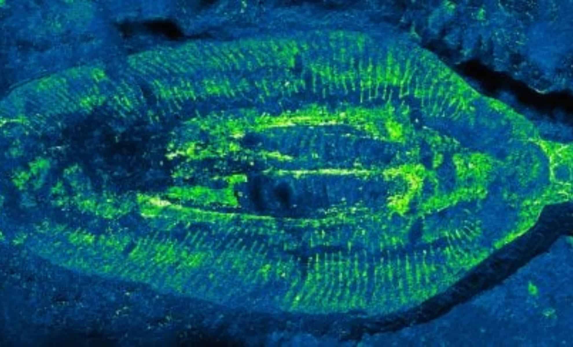 500 Million-Year-Old Fossil Discovery Finally Solved One of Evolution’s Biggest Mysteries