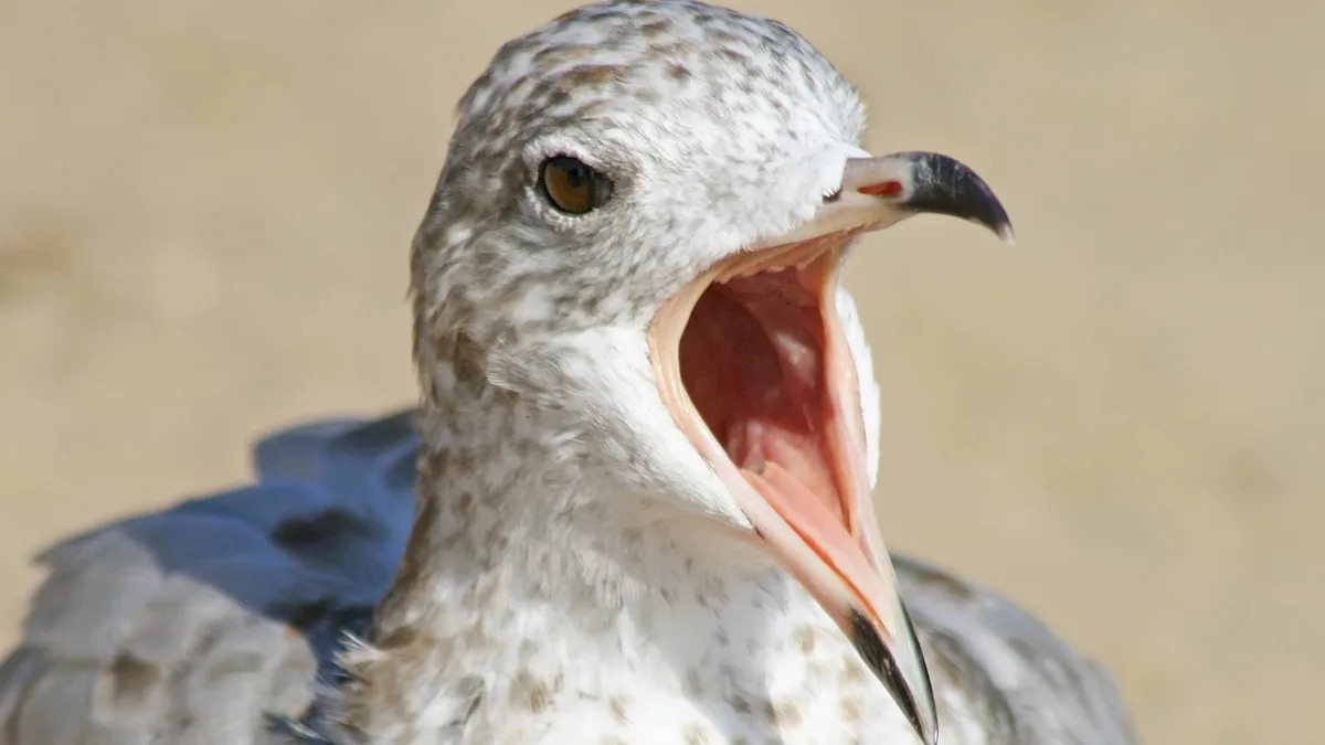 These birds are super loud during sex—and that could teach us something about gender roles