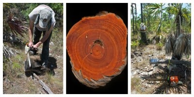 University of Idaho Scientist Helps Uncover Surprising Drought Resilience in Tropical Forests 