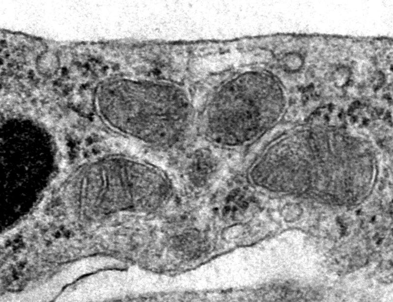 Bezafibrate improves mitochondrial function, blood-brain barrier integrity, and social deficits in models of 22q11.2 deletion syndrome | Science Translational Medicine