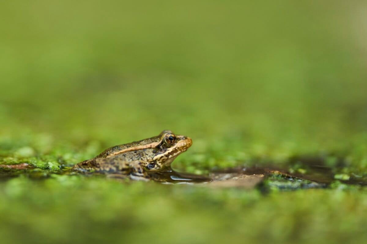 The call of a native frog is heard again in Southern California thanks to help from Mexico and AI