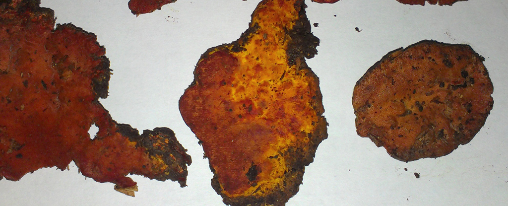 This Rare Fungus Can Kill Cancer Cells, And We Finally Know Its Secret : ScienceAlert