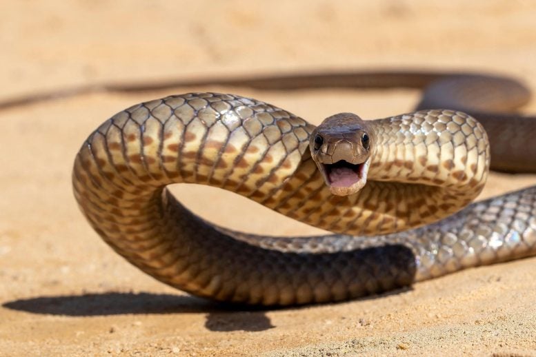 One Snake, Two Venoms – And Both Are Lethal