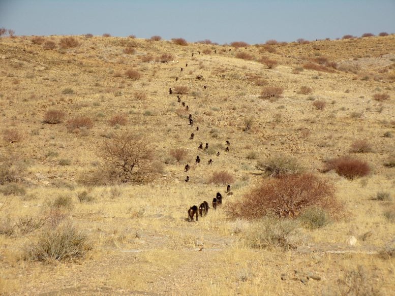 The Unexpected Reason Baboons March in Order