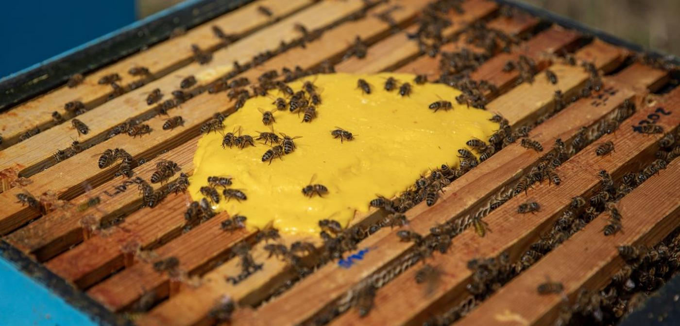 Scientists Engineer Yeast to Create Honey Bee Superfood – Colonies Grew 15-Fold