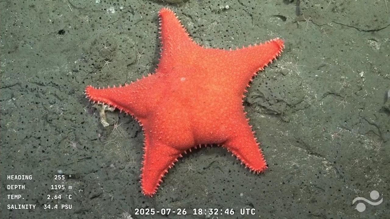 ‘Big-butt starfish,’ ‘little sweet potato’ and dozens of never-before-seen species recorded during deep-sea expedition off Argentina