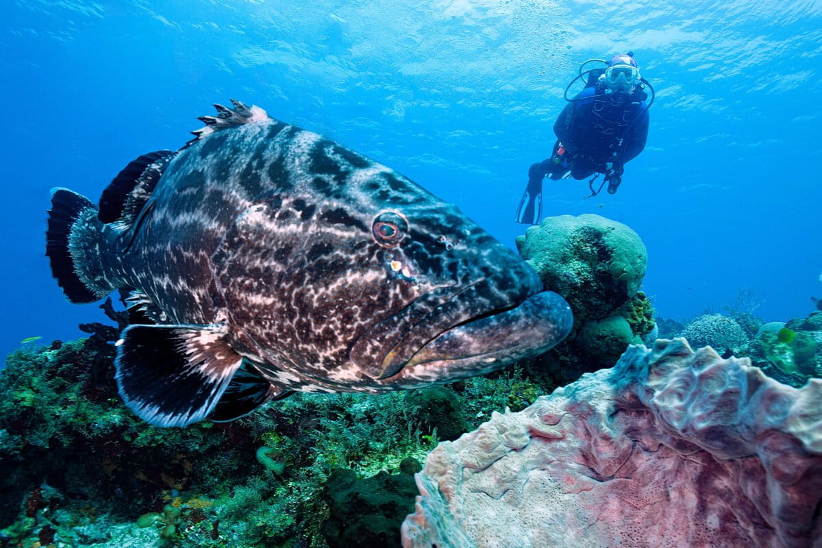 Cruise industry expansion collides with Cozumel’s coral reef