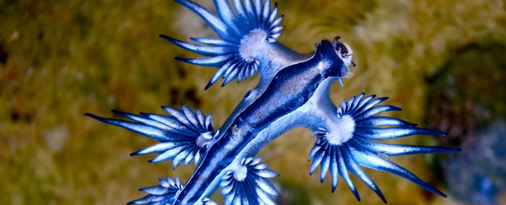 Rare Blue Dragons Are Forcing Beaches to Close : ScienceAlert