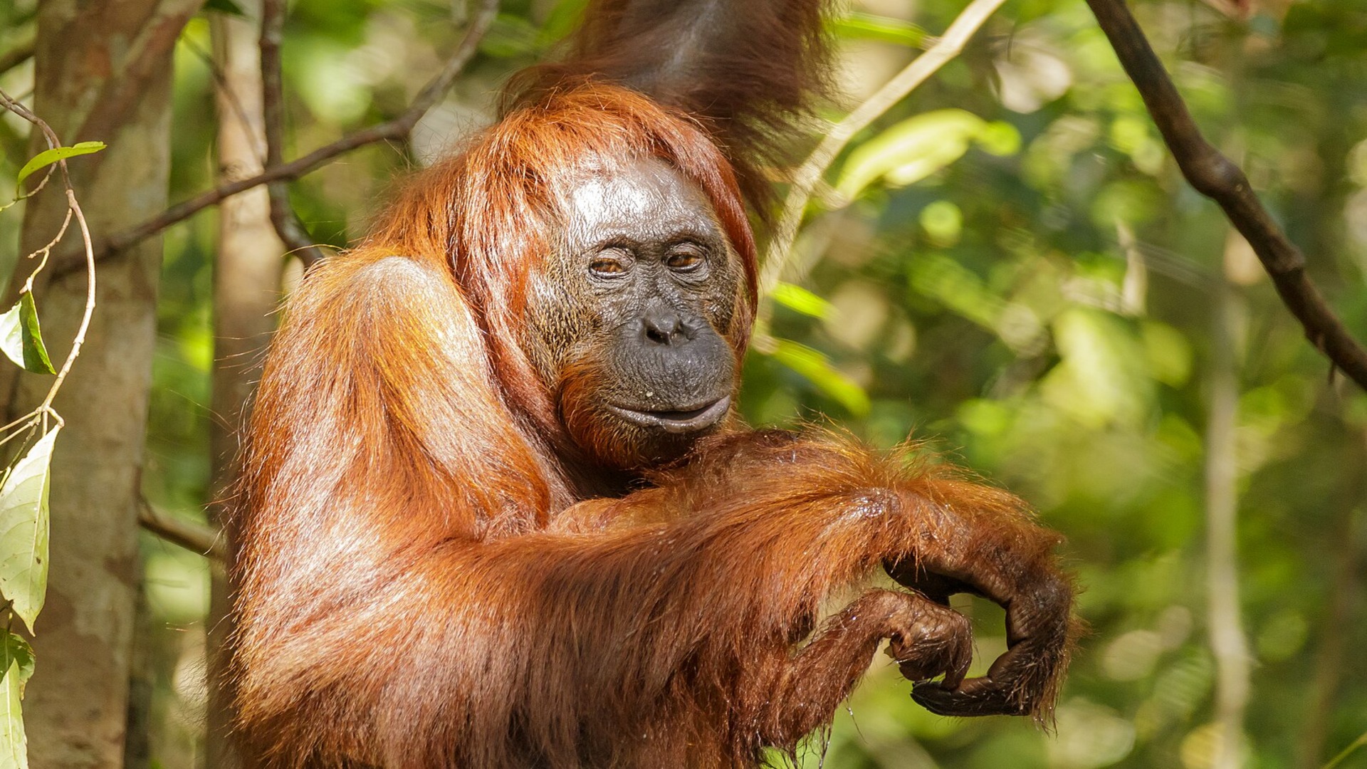 Orangutans learn to build nests with pillows by observing others