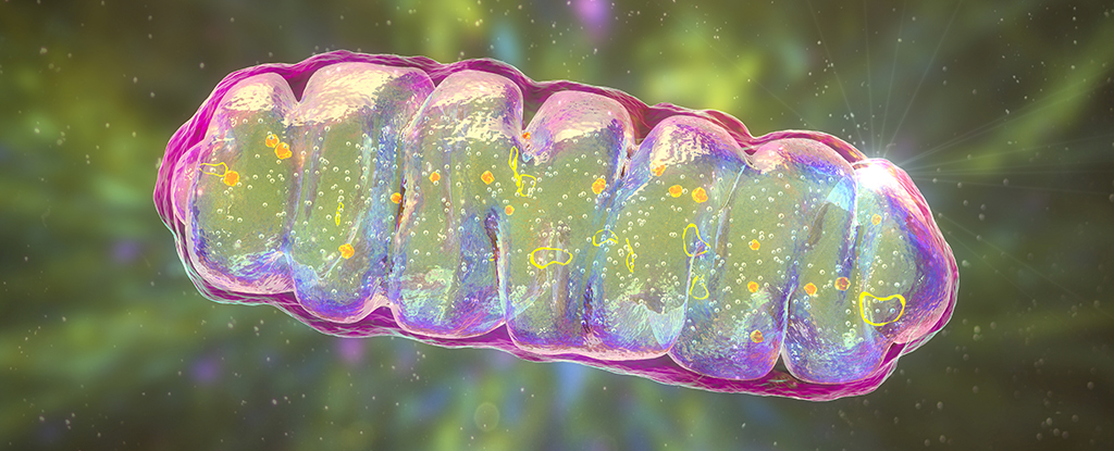 Scientists Reverse Dementia-Like Memory Loss in Mice by Supercharging Brain Cells : ScienceAlert
