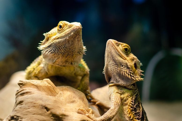 Bearded Dragons Can Switch Sex. Scientists Finally Found Out How