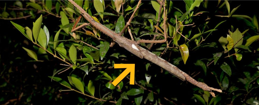 Giant Stick Insect Found Hiding in Rainforest May Be Australia’s Heaviest : ScienceAlert