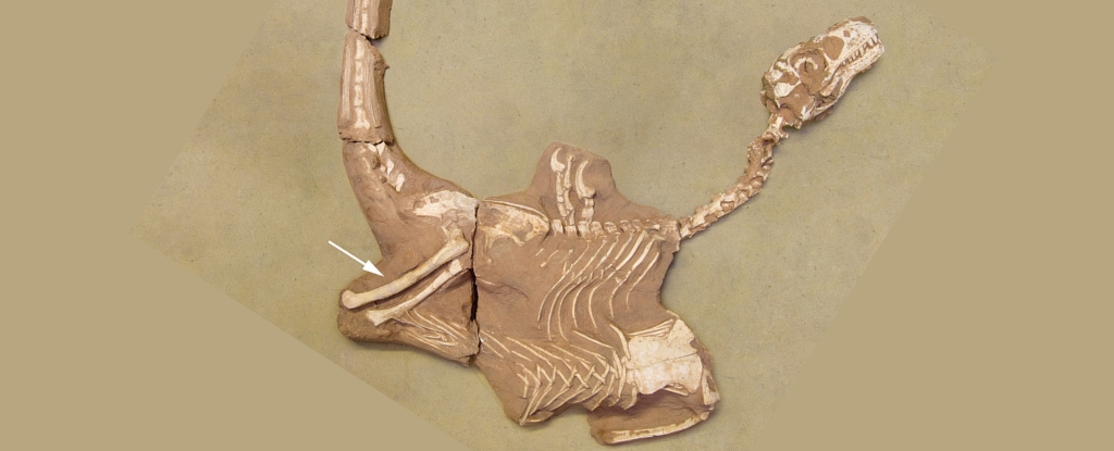 This Deadly Velociraptor Cousin Brandished Giant Razors For Its Thumbs : ScienceAlert