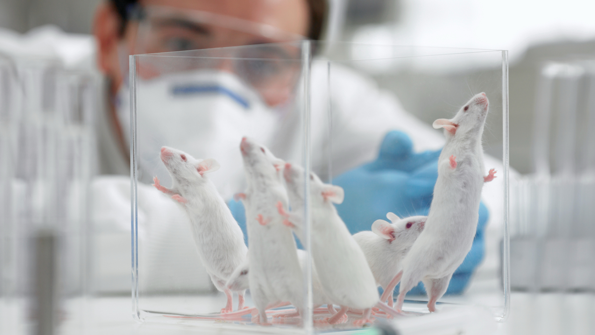 Making babies beyond Earth? Mouse study suggests we can make it happen