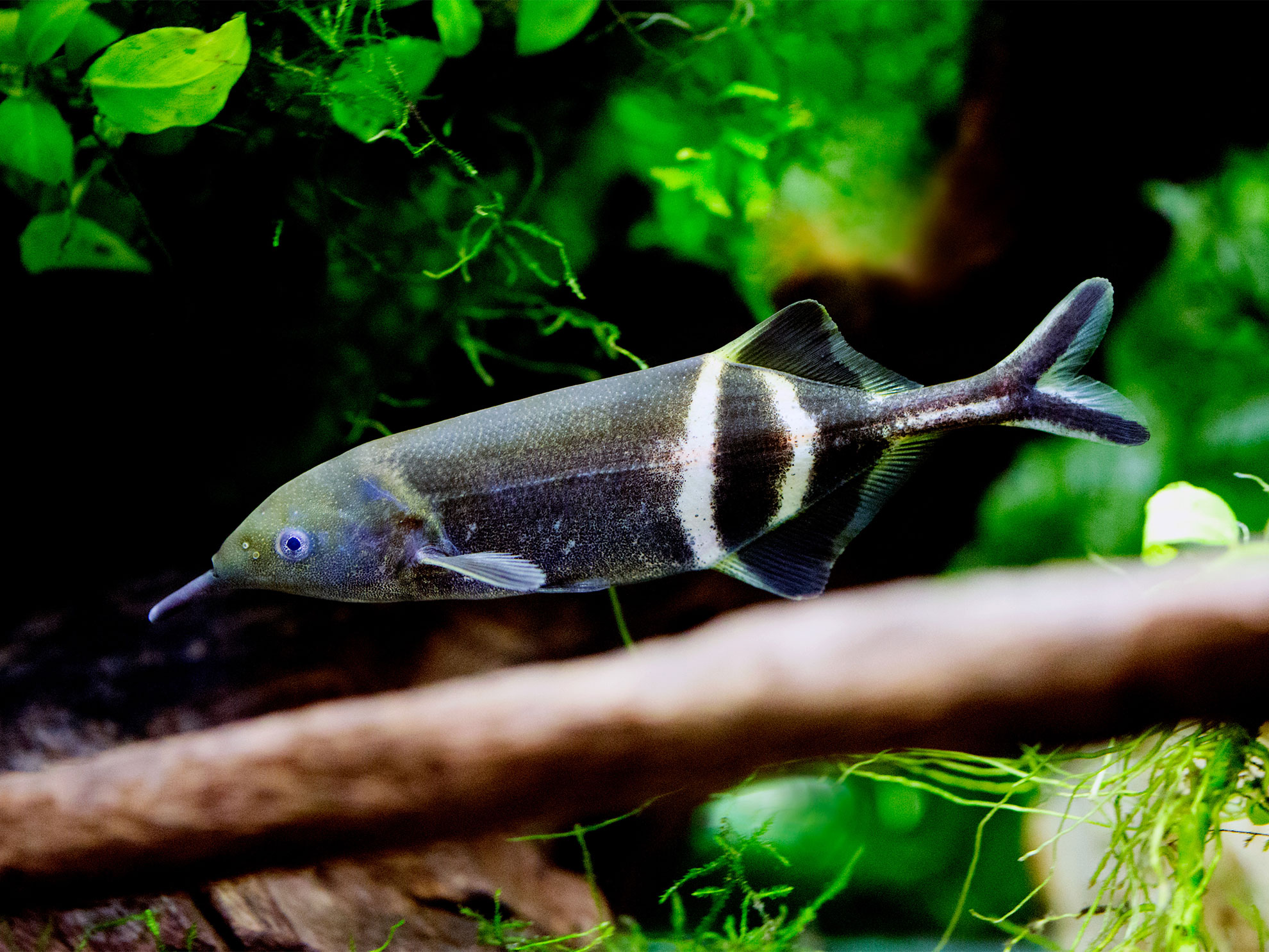 What electric fish can teach scientists about NeuroAI — Harvard Gazette