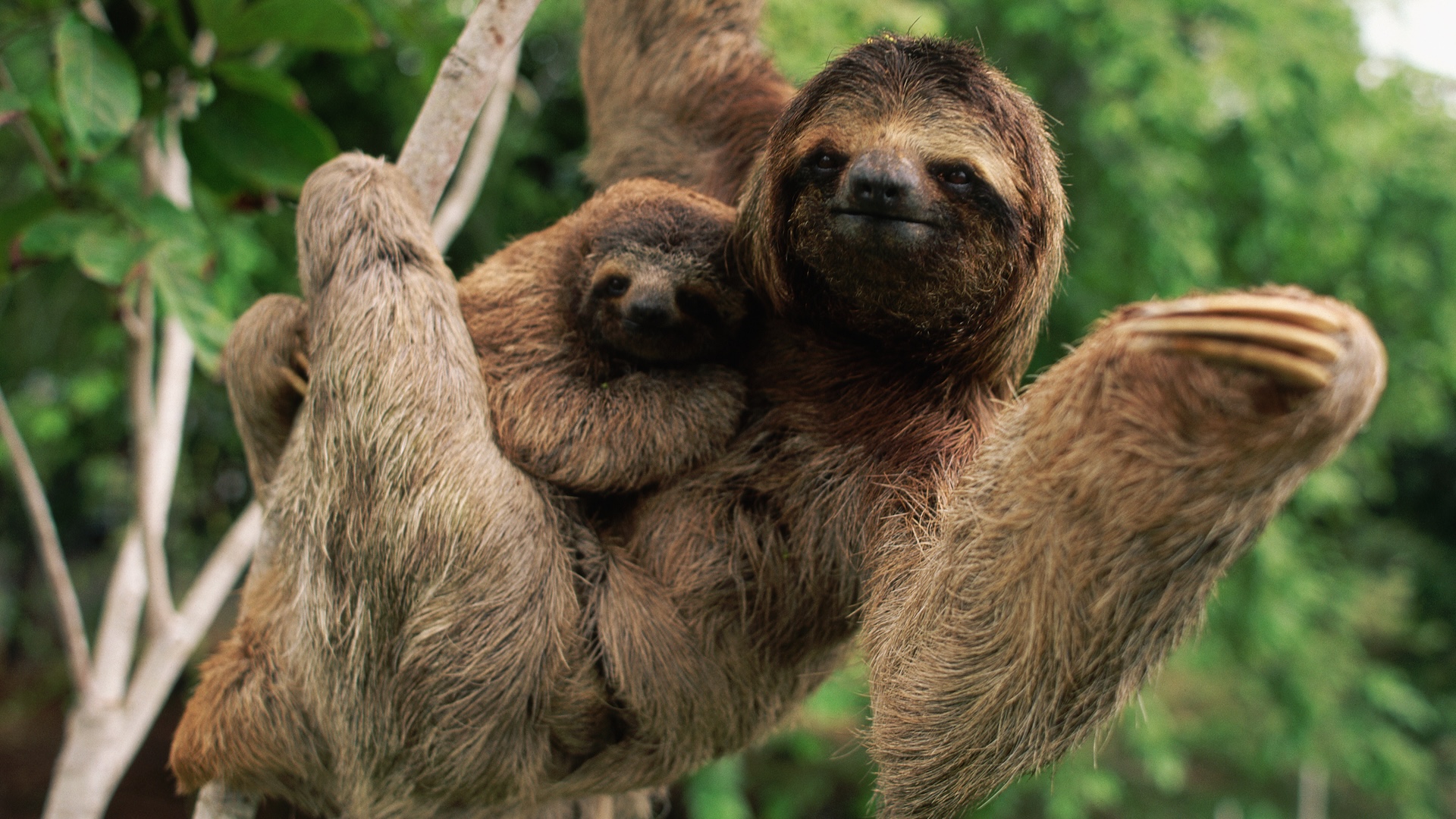What is the world’s slowest animal?