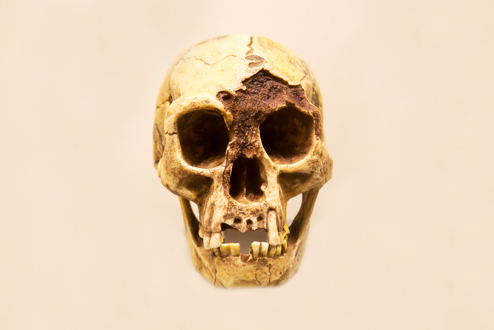 Hominins Moved Into the Neighborhood of the Hobbit Humans Around 1.04 Million Years Ago