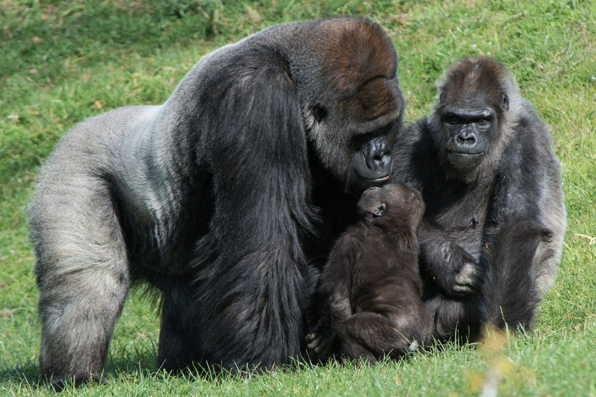 Female gorillas can overpower males twice their size, study finds