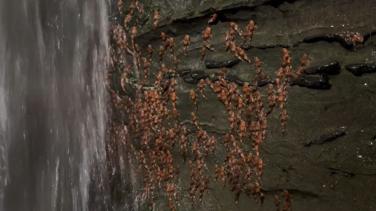 Thousands of bumblebee catfish captured climbing waterfall in never-before-seen footage