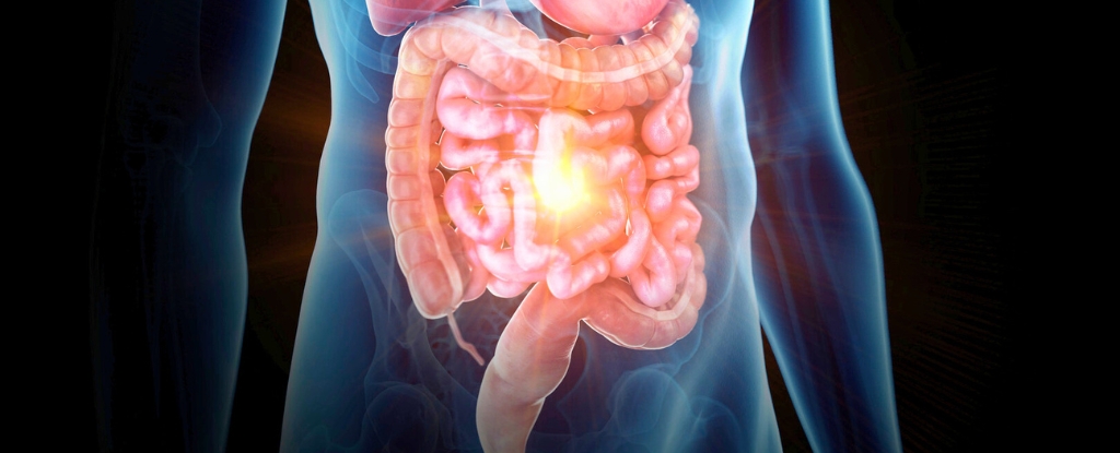 How Your Body Makes Poop (And Surprising Facts About Digestion) : ScienceAlert