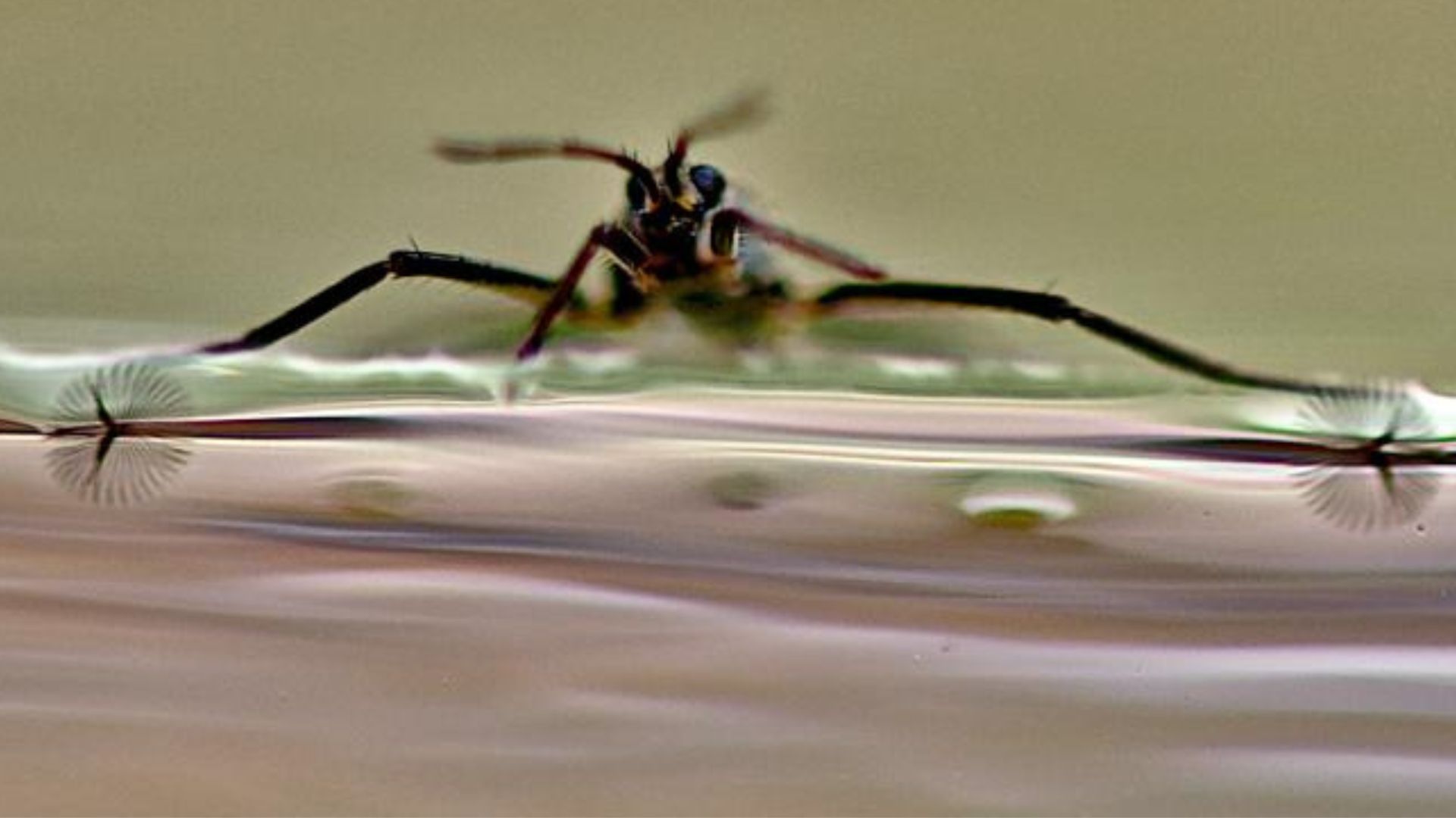 Tiny robot inspired by water striders skims across water at high speed