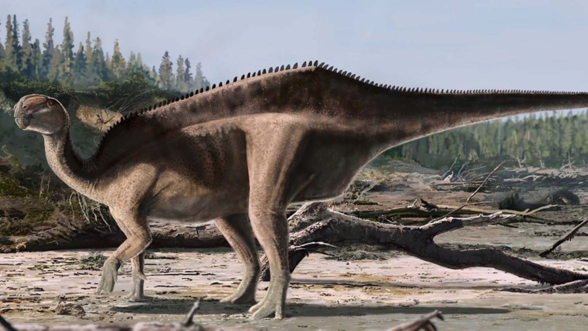 New England dinosaur species sported a dramatic sail on its back