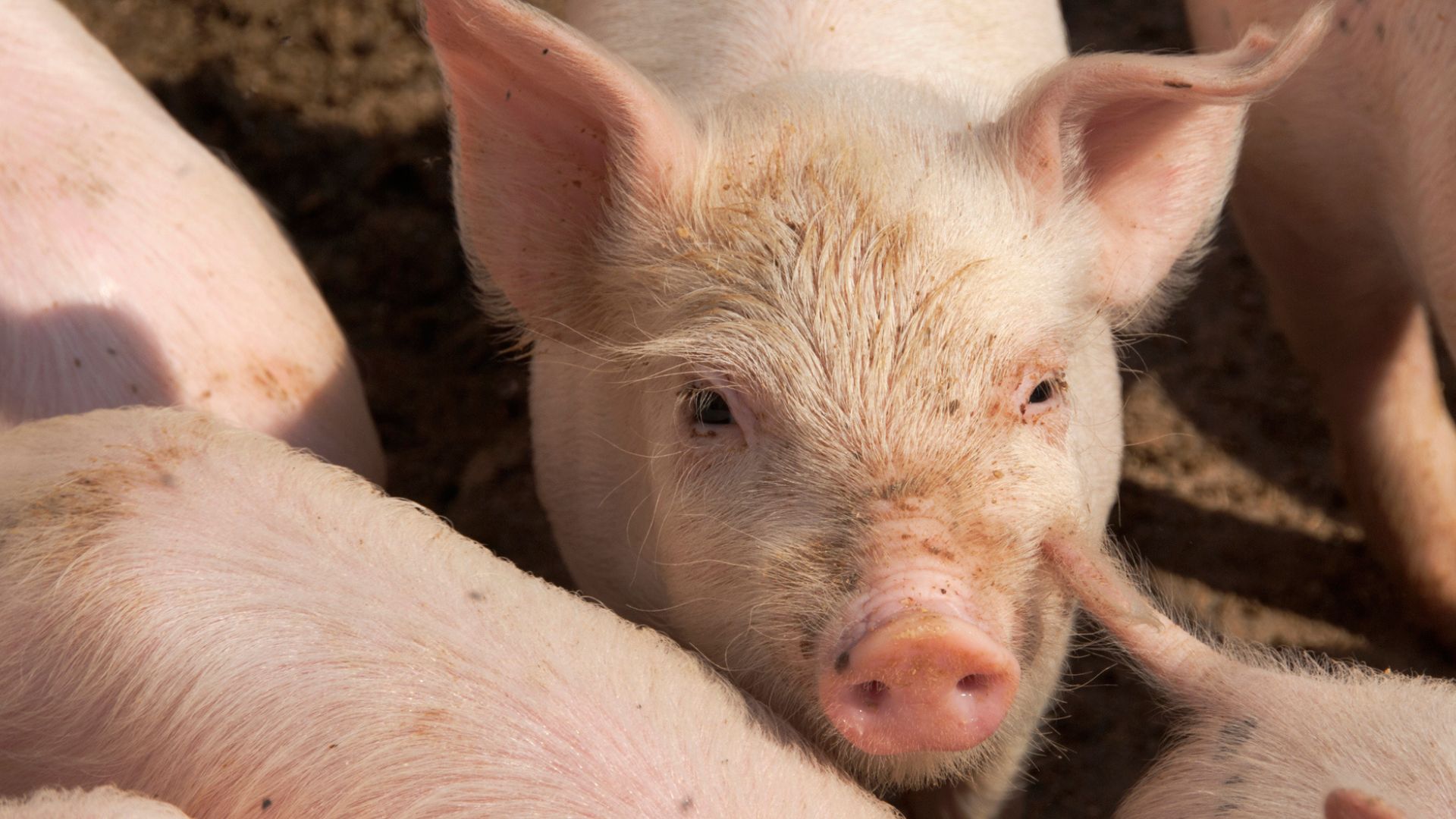 China doctors transplant pig lung into brain-dead man