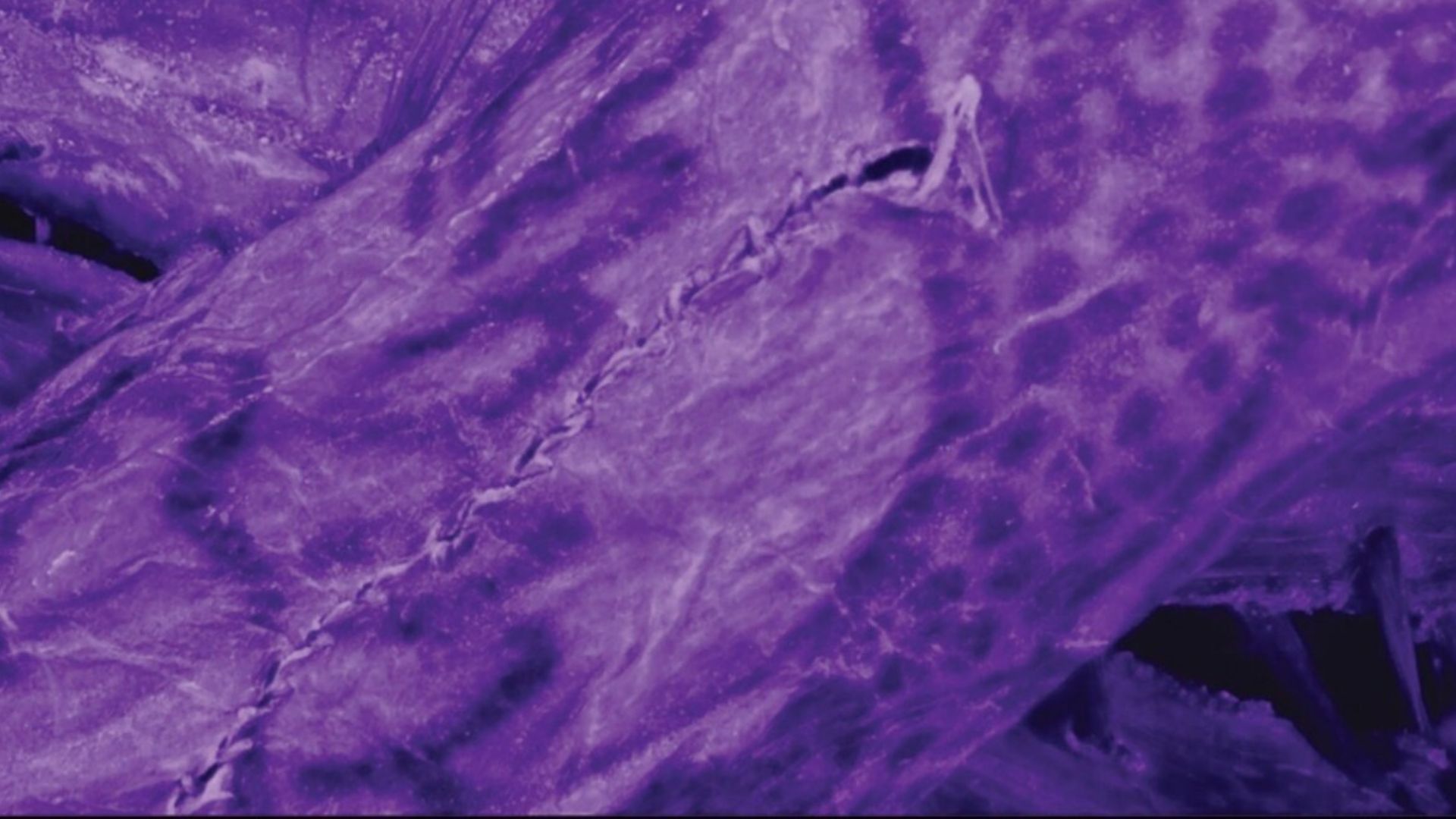 2,300-year-old ice mummy’s tattoos reveal ancient artistry secret