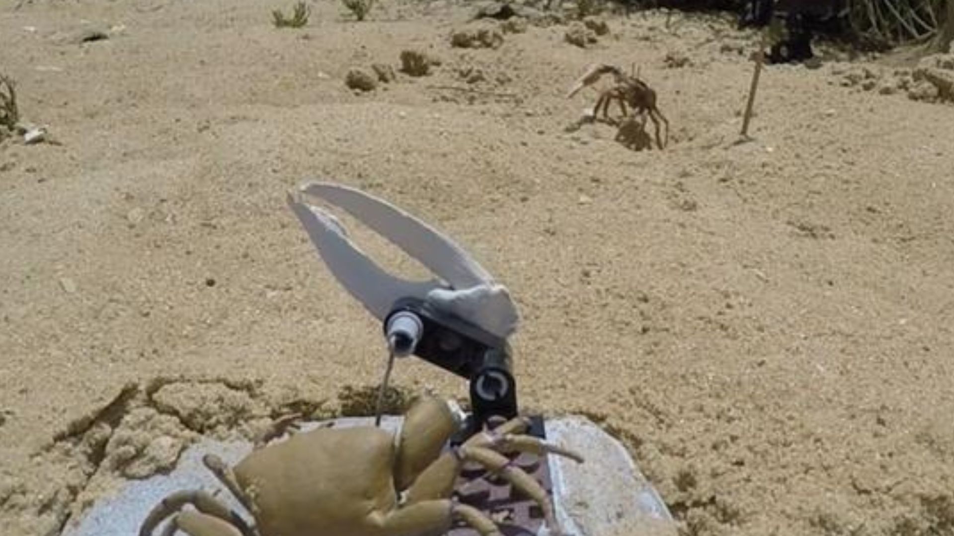 Robot crab reveals how male crabs compete to attract female mates