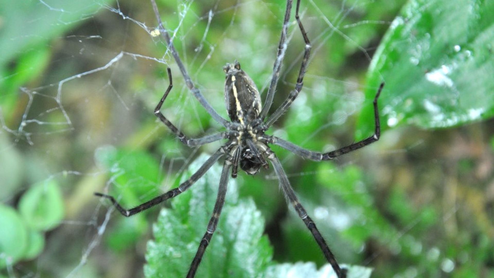 Spiders use fireflies’ glow in the dark to catch more prey in webs