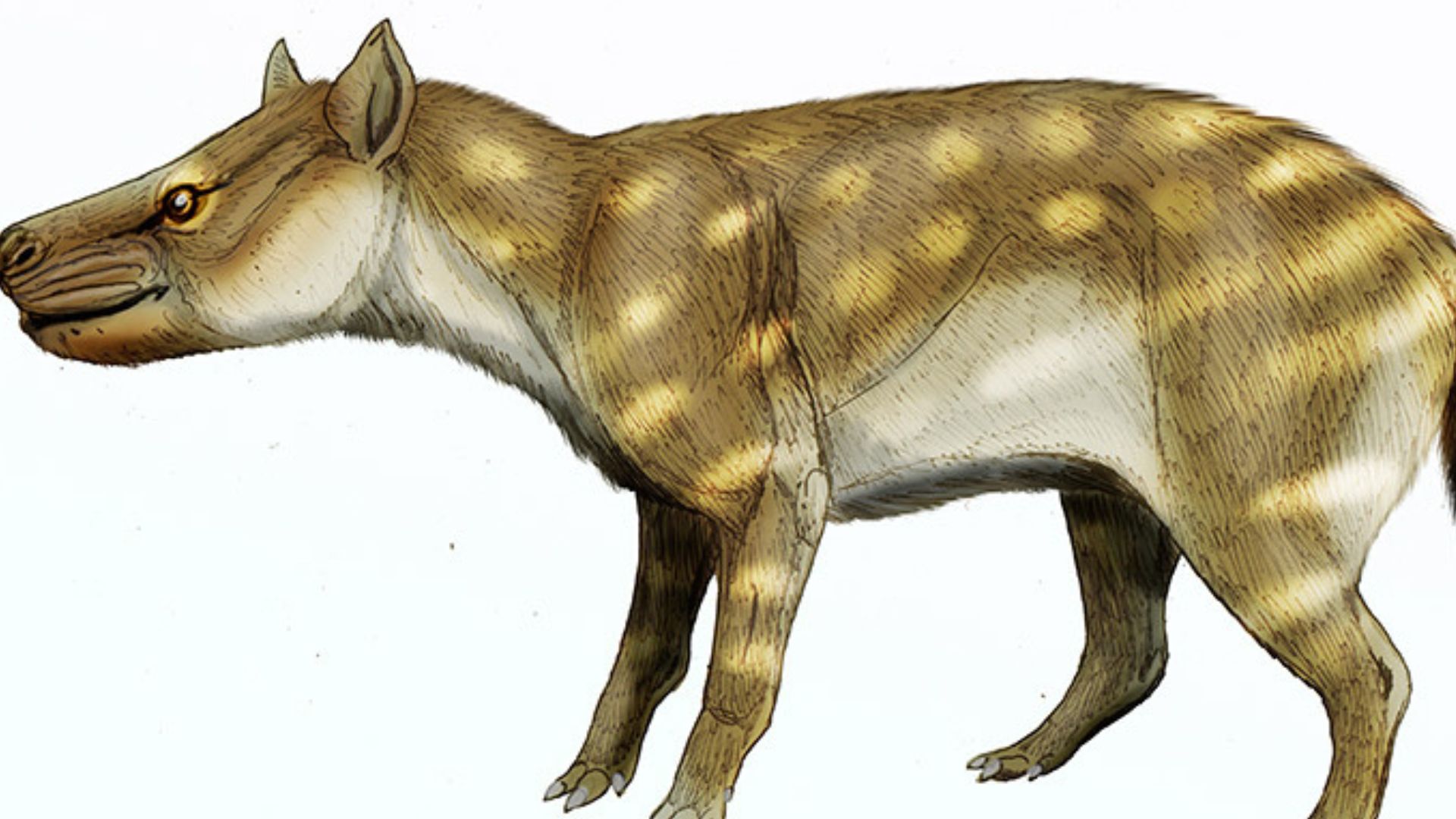 ‘Super weird mammal’ adapted to climate change by eating more bones