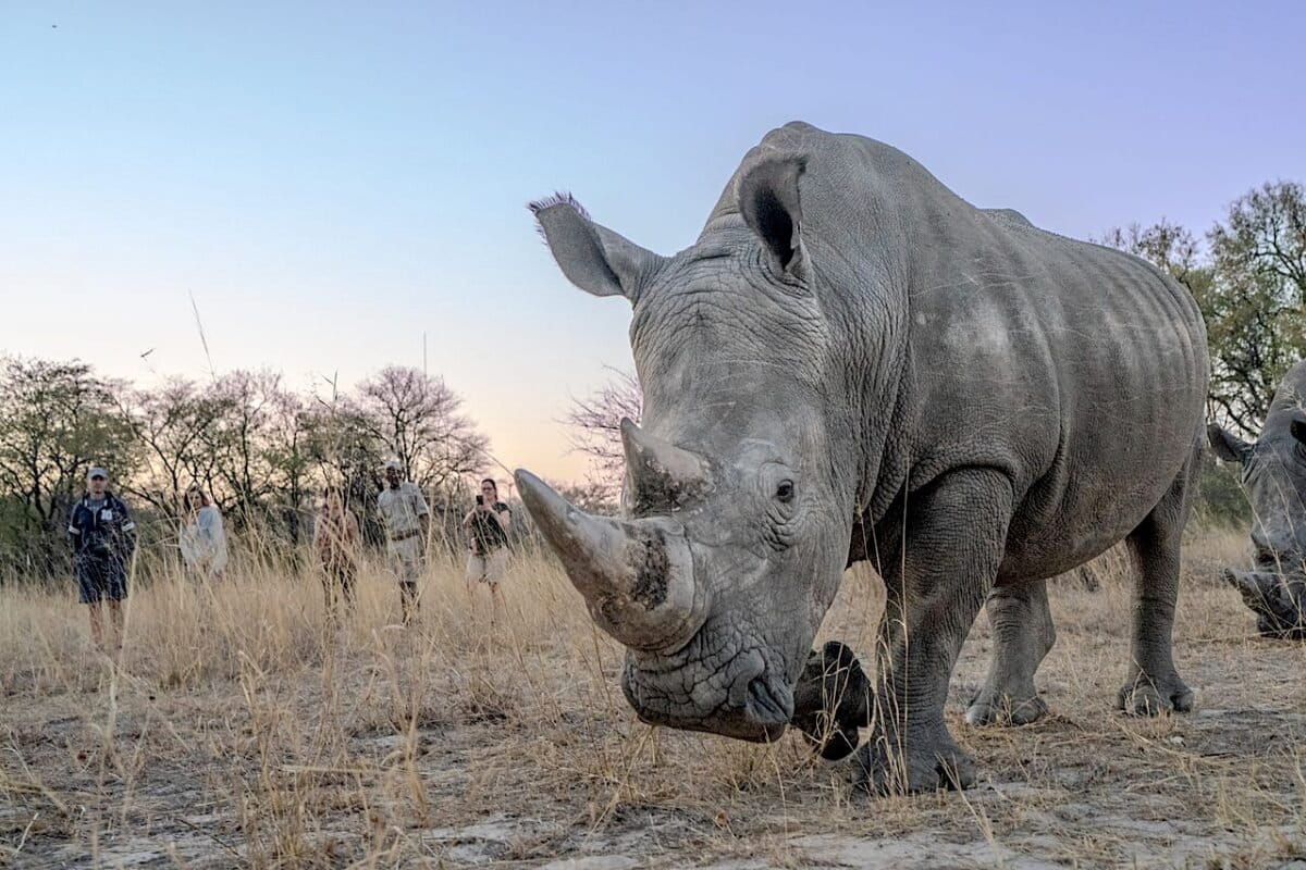 The safari industry’s ‘conservation-washing’ is a growing problem (commentary)