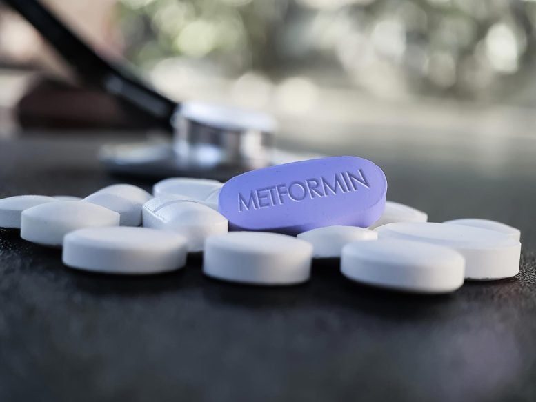 After 60 Years, Scientists Uncover Hidden Brain Pathway Behind Diabetes Drug Metformin