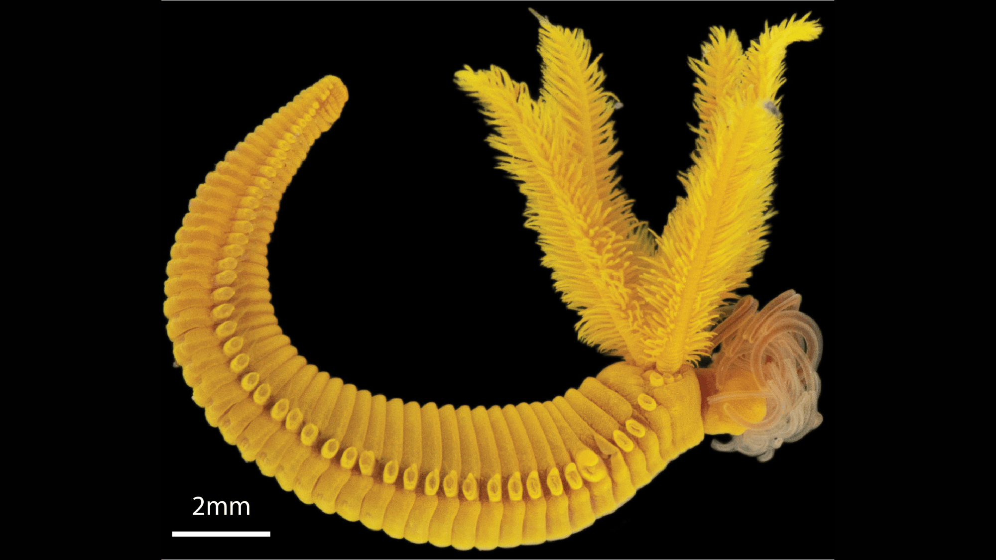 Deep sea worm wears Rembrandt’s favorite toxic color