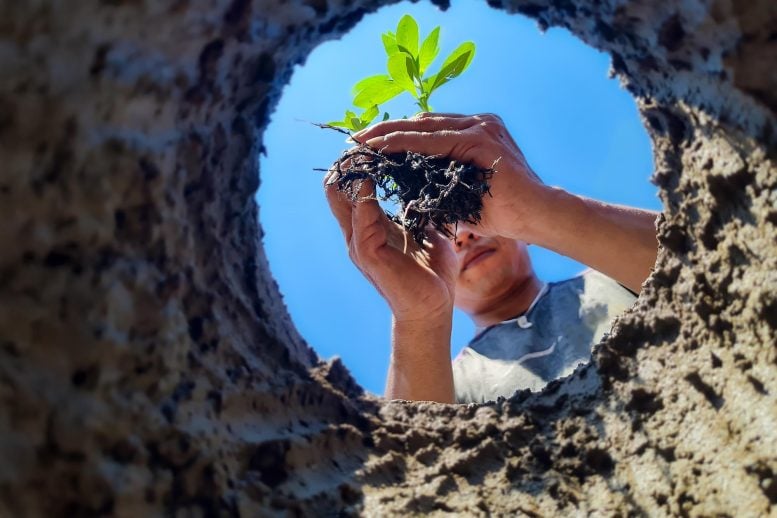 Want to Cool the Planet? Plant Trees Here